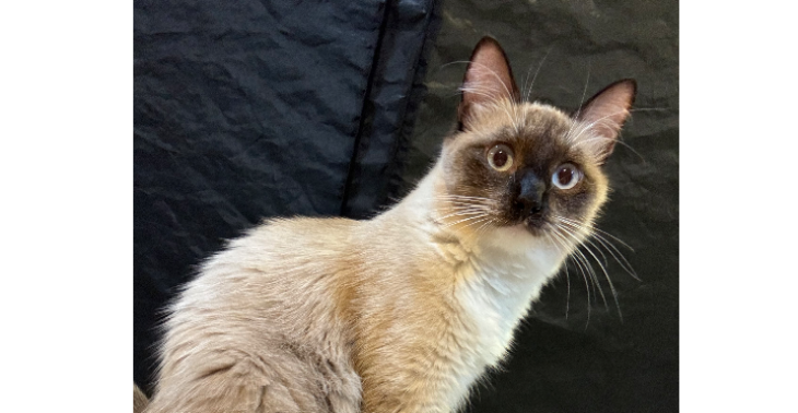 Kattencafe/asiel/ shelter