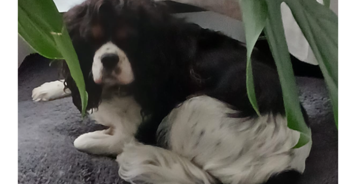 Mijn cavalier king charles wordt (3), ze spreken over een nieroperatie