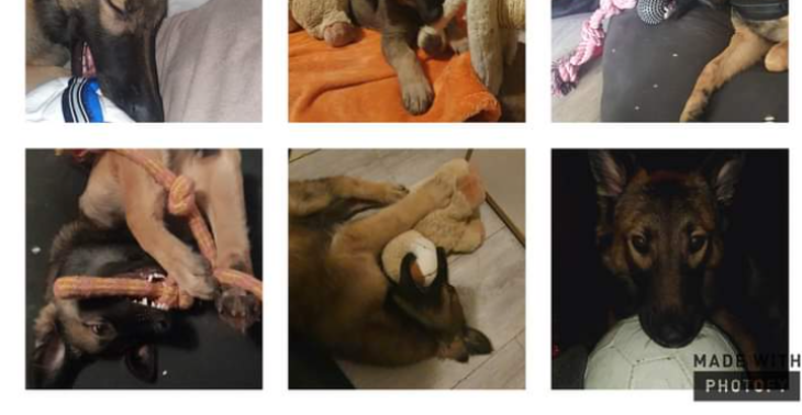 Poot amputatie  hond djessy
