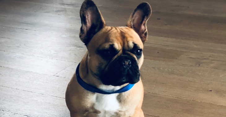 Help onze hond Sya (Franse Bulldog)