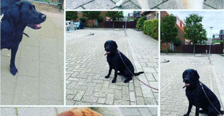 Help de dieren