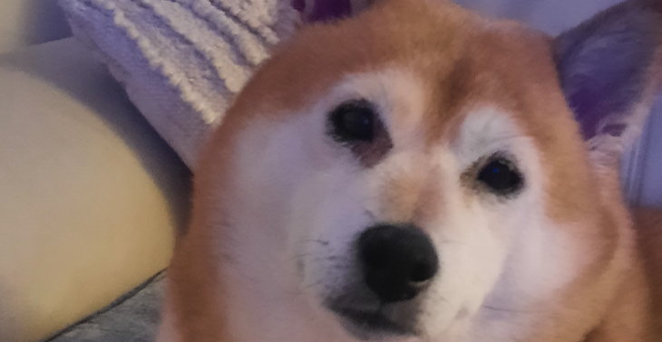 Hatchi 