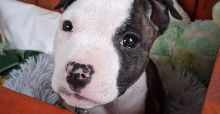 Nederlandse pup's in nood