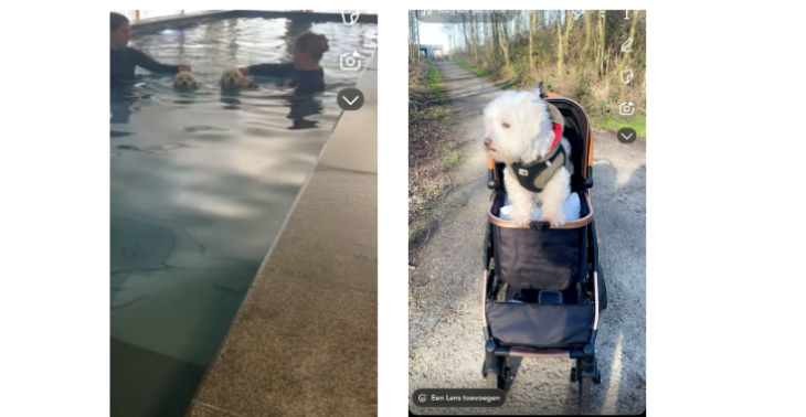 Help mijn hondje Bayko weer pijnvrij lopen – Steun onze operatie!