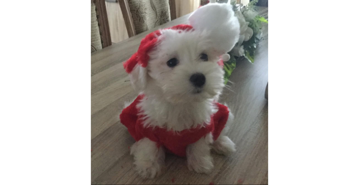 Steun voor ons hondje