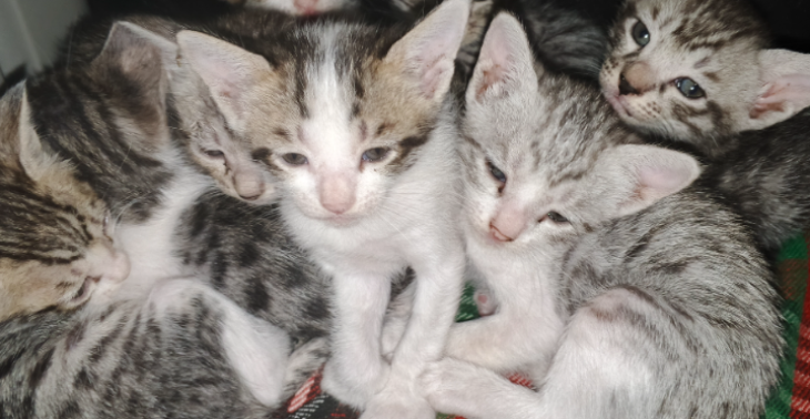 Be a Hero for a Helpless Cat