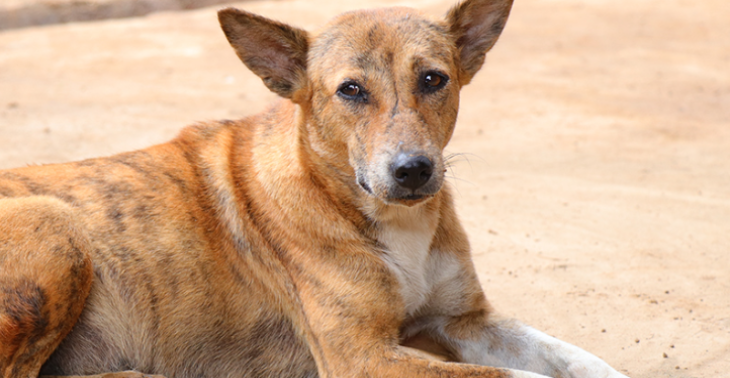 Paws of Hope
