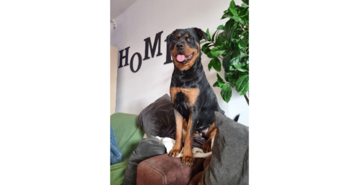 Wie helpt mijn Rottie Mila met haar operatie?