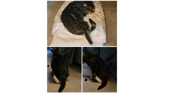 ❤️ Help onze kleine Nala aan een pijnvrij leven ❤️