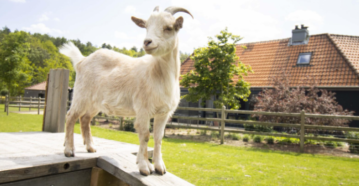 Spiritueel kattenhotel/ boerderij autisme