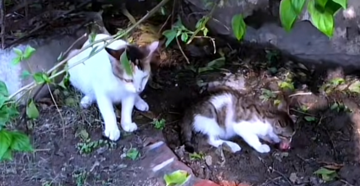 Red de katten en kittens van Lahore,  Doneer om levens te redden