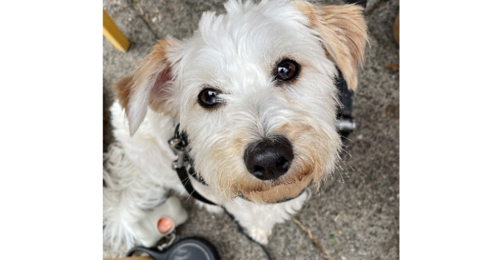 Operatie onze hond