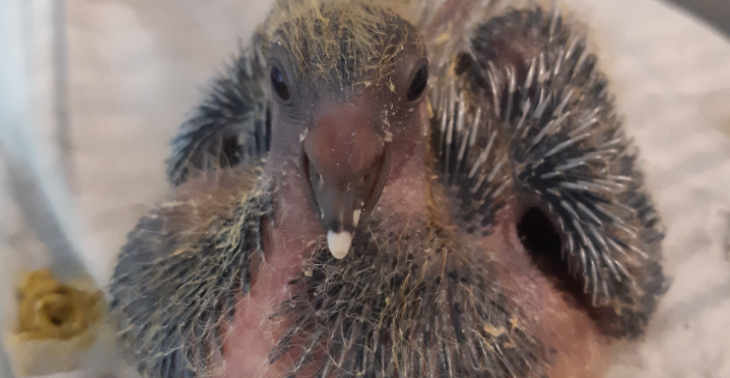 Wij zamelen geld in voor benodigdheden voor onze dieren.