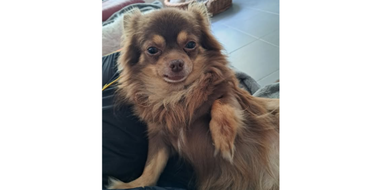 Operatie Chihuahua Bruno