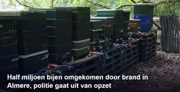 Herstel de bijen in het Beatrixpark