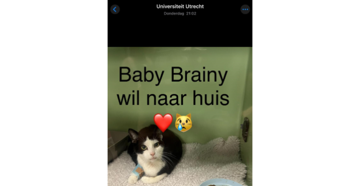 Help Baby Brainy
