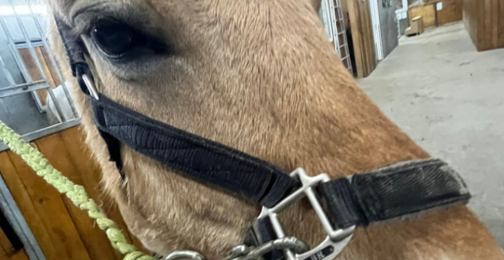 Het dier van dieren ambulace