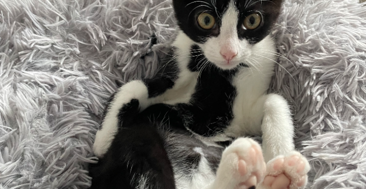 Red kitten Mats