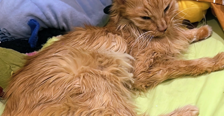 Help om mijn kat Amara te redden