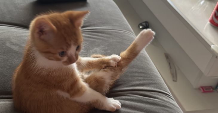 Simba heeft hulp nodig