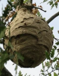 aziatiche hoornaarsnest