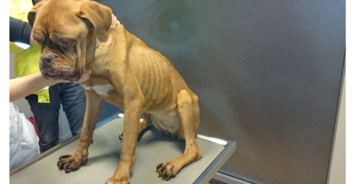 Uw Hulp is Essentieel: Samen Tegen Dierenmishandeling