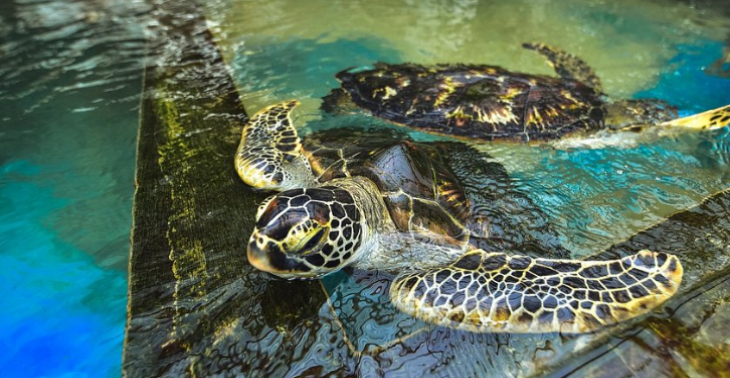 nieuw schildpaddencentrum in Zeeland