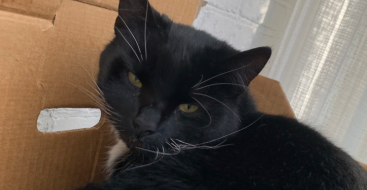 Gebroken poot kat