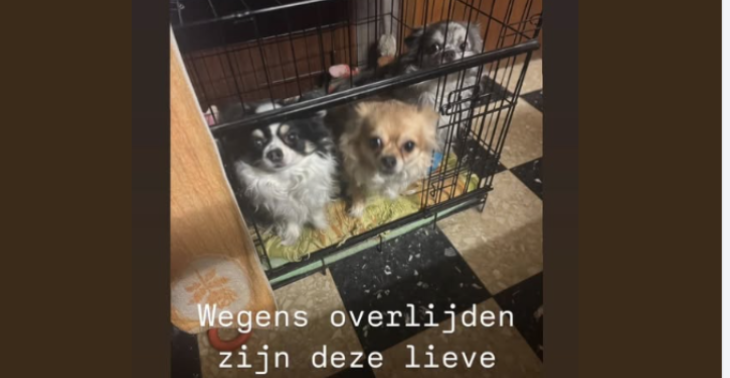 dierenopvang chihuahua's