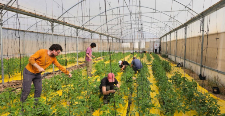 Wederopbouw tunnelkassen Burin Land & Farming cooperatief