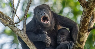 5 maanden stage en vrijwilligerswerk bij Wildtracks Belize