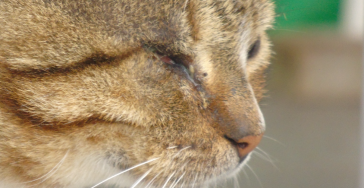 Help ons 15 zwerfkatten te steriliseren en verzorgen